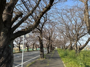 清久さくら通りの写真1