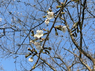 清久さくら通りの写真2