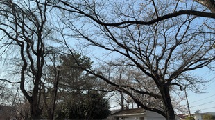 吉羽公園の写真1