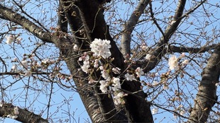 吉羽公園の写真2