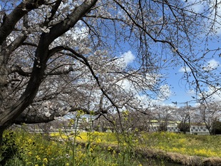 青毛堀川の写真1