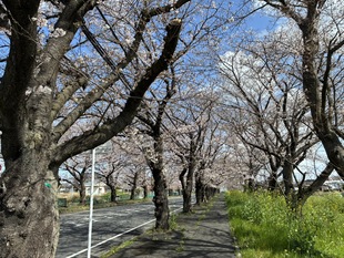 清久さくら通りの写真1