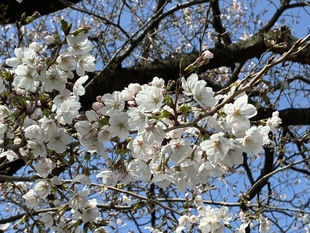 清久さくら通りの写真2