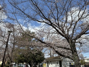 吉羽公園の写真1