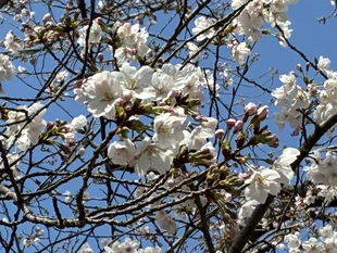 吉羽公園の写真1