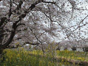 青毛堀川の写真1