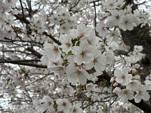 青毛堀川の写真2