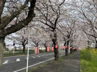 清久さくら通りの写真1