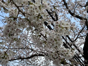 清久さくら通りの写真2