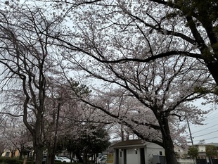 吉羽公園の写真1