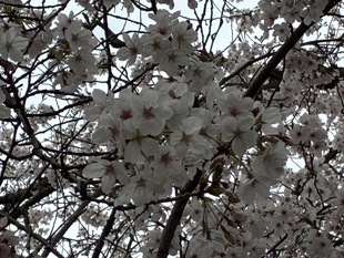 吉羽公園の写真2