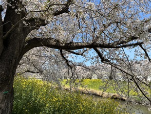 青毛堀川の写真1