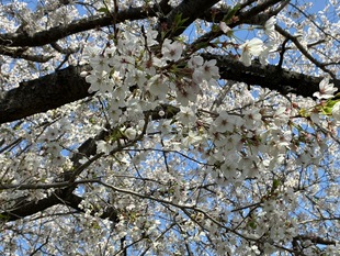 青毛堀川の写真2