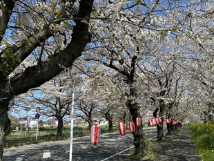 清久さくら通りの写真1