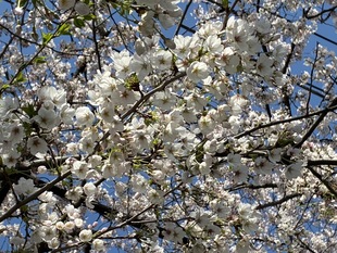 清久さくら通りの写真2