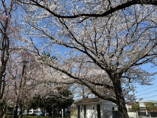 吉羽公園の写真1
