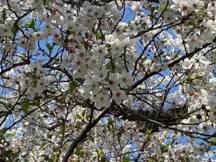 吉羽公園の写真2