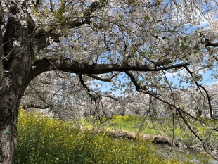 青毛堀川の写真1