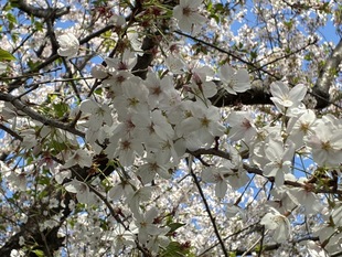 青毛堀川の写真2