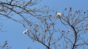 しらさぎ公園の写真2