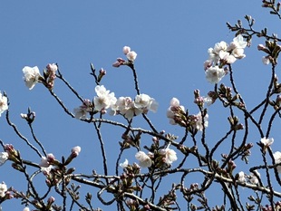 見沼代用水沿いの写真2