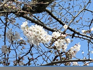 しらさぎ公園の写真2