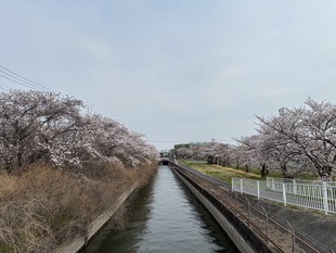見沼代用水沿いの写真1