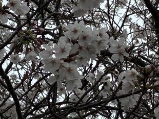 見沼代用水沿いの写真2