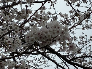 しらさぎ公園の写真2