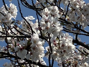 見沼代用水沿いの写真2