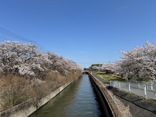 見沼代用水沿いの写真1
