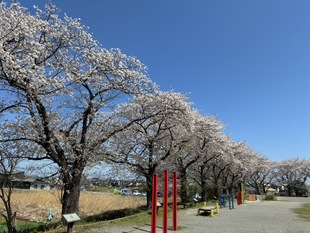 しらさぎ公園の写真1