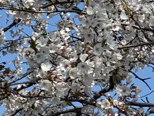 しらさぎ公園の写真2