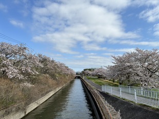 見沼代用水沿いの写真2