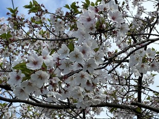 見沼大用水路沿いの写真2