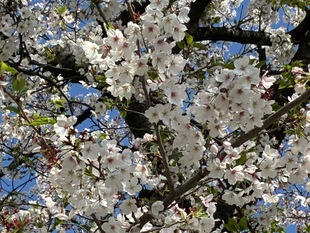 しらさぎ公園の写真2