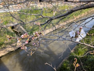 大排水路の写真2