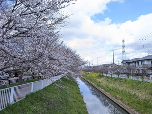 大排水路の写真1