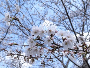 大排水路の写真2