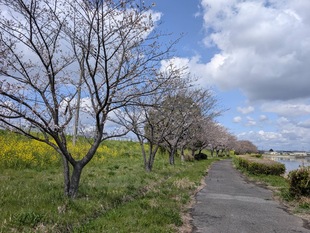権現堂川沿いの写真1