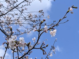 権現堂川沿いの写真2