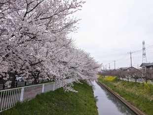 大排水路の写真1