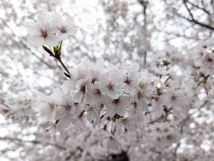 大排水路の写真2