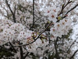 権現堂川沿いの写真2