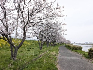 権現堂川沿いの写真1