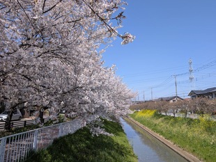 大排水路の写真1
