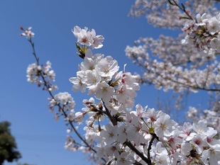 大排水路の写真2