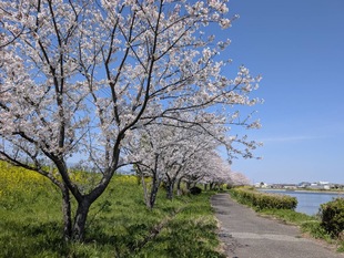 権現堂川沿いの写真1