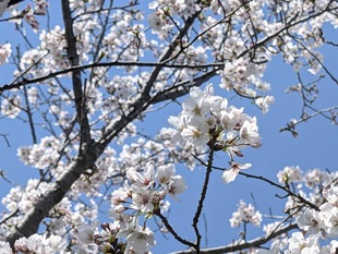 権現堂川沿いの写真2