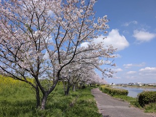 権現堂川沿いの写真1
